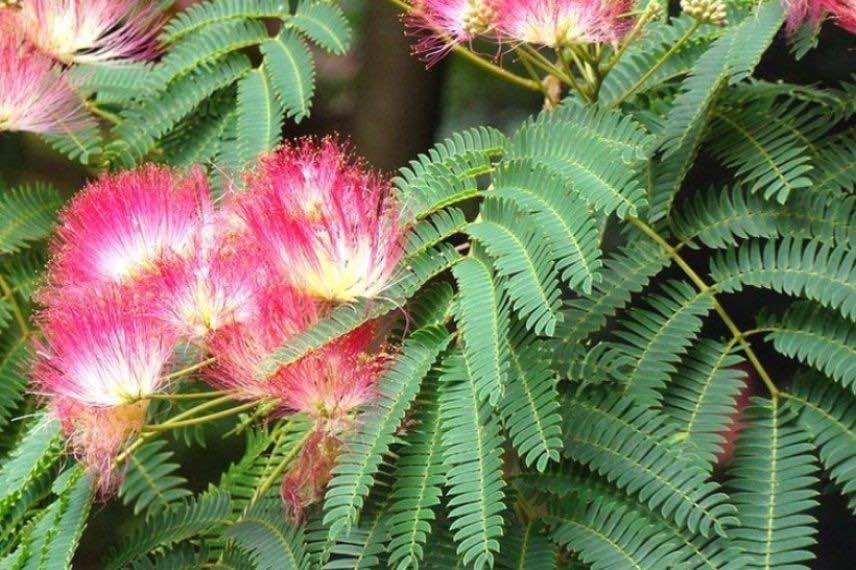 Albizia Rouge Selection