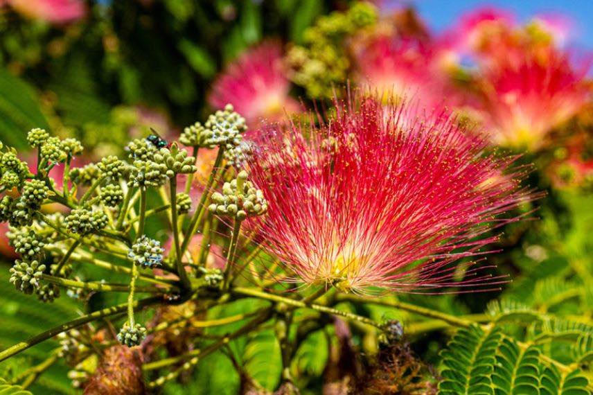 Albizia Rouge de Tuiliere