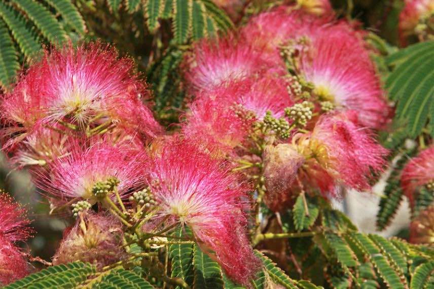 Albizia Shidare