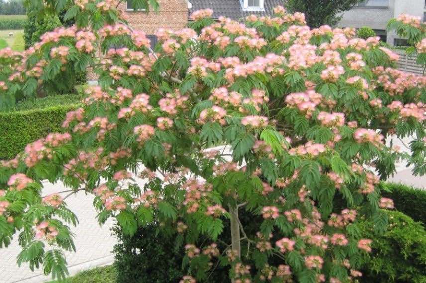 Albizia Tropical Dream