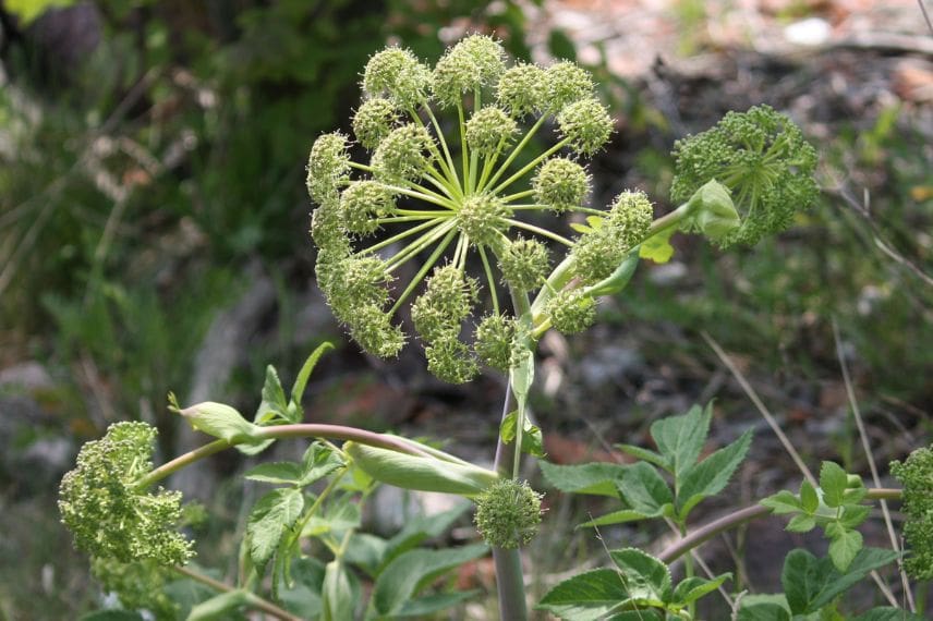 Angélique officinale