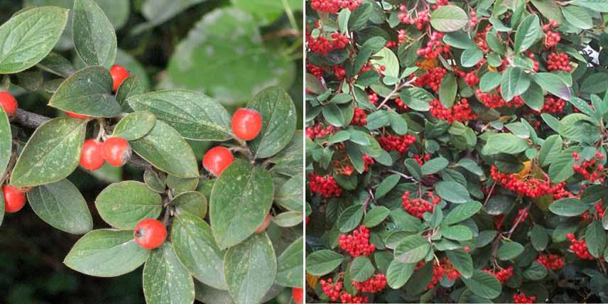 Arbustes persistants pour jardin de montagne : Cotoneaster