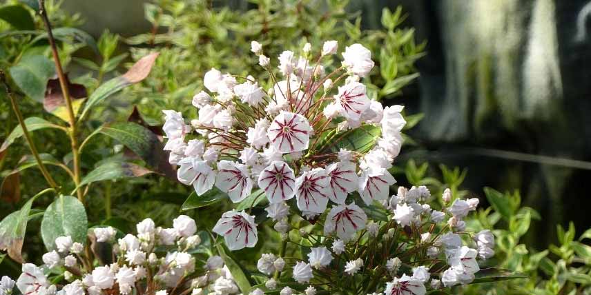 Arbustes persistants pour jardin de montagne : Kalmia