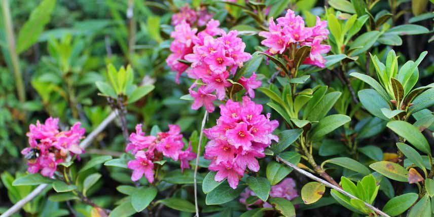 Arbustes persistants pour jardin de montagne : Rhododendron