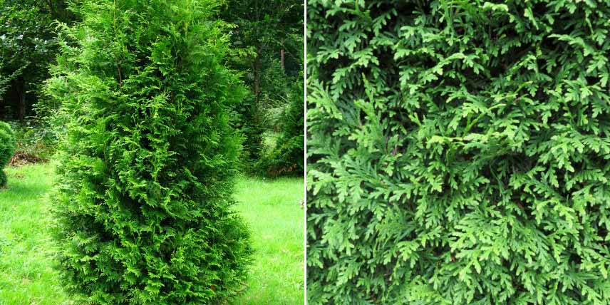 Arbustes persistants pour jardin de montagne : Thuya