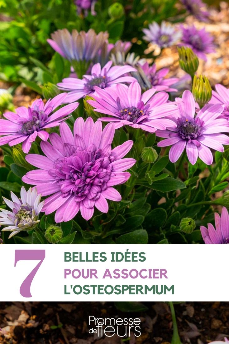 association Osteospermum au jardin