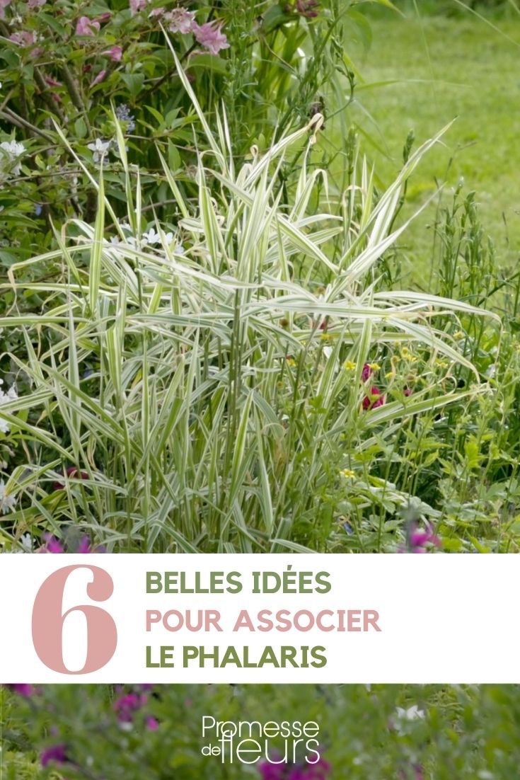 associatiosn phalaris graminée jardin