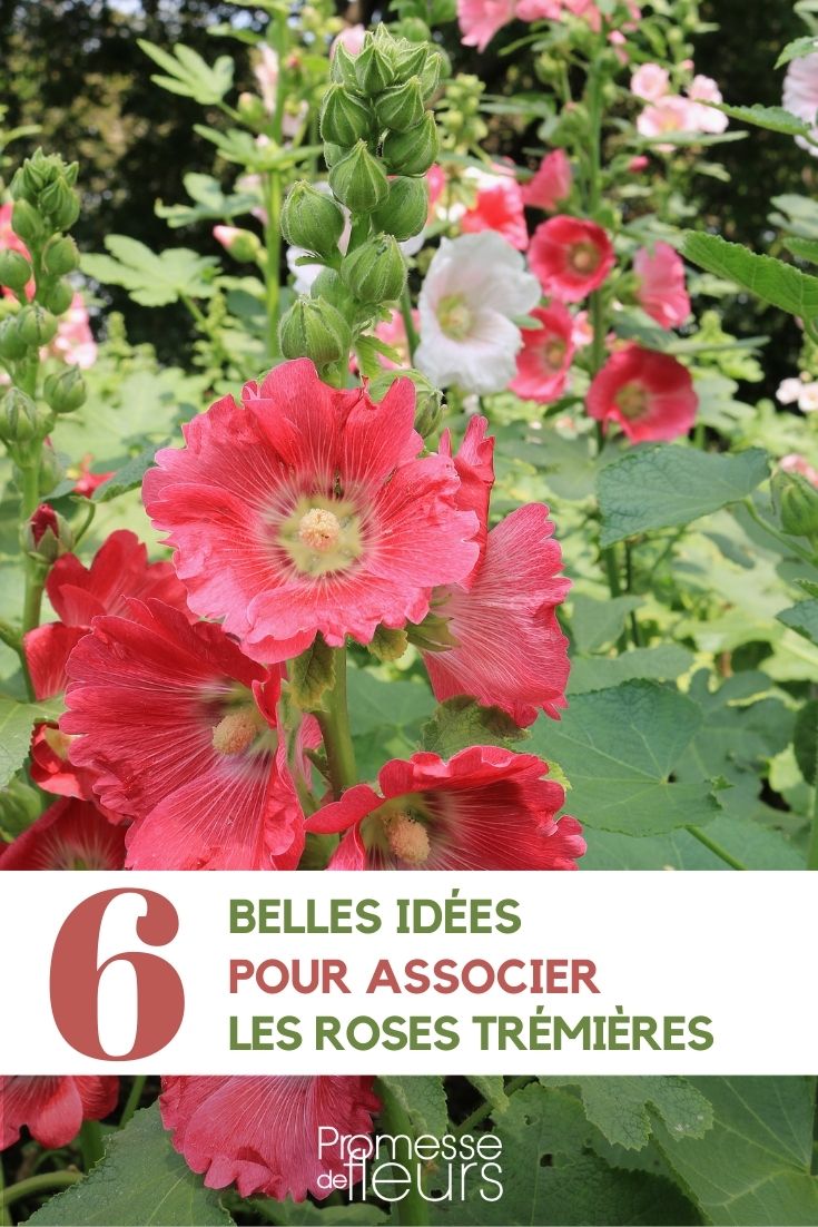 associer la rose tremiere