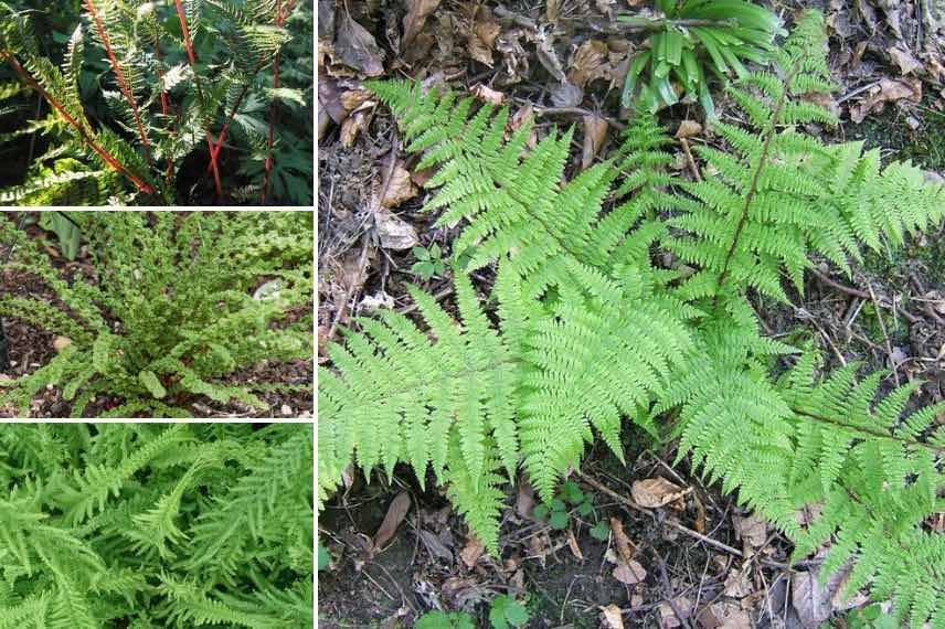 Athyrium