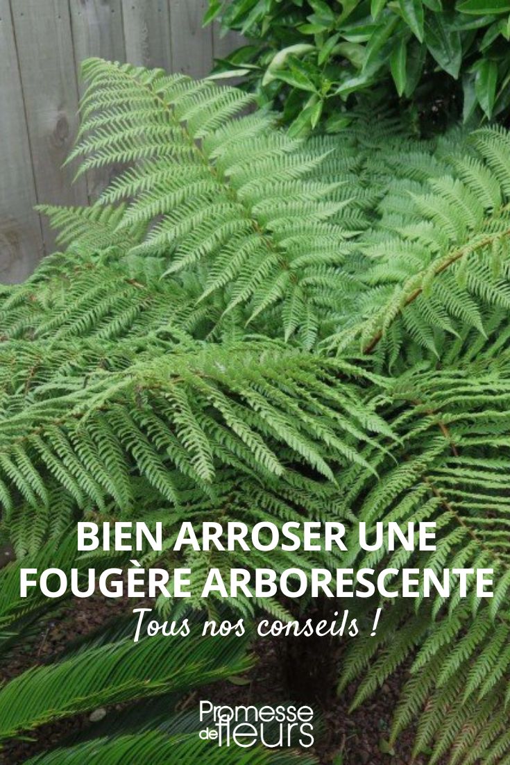 fougère arborescente