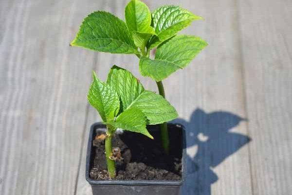 Comment faire une bouture d'hortensia ?