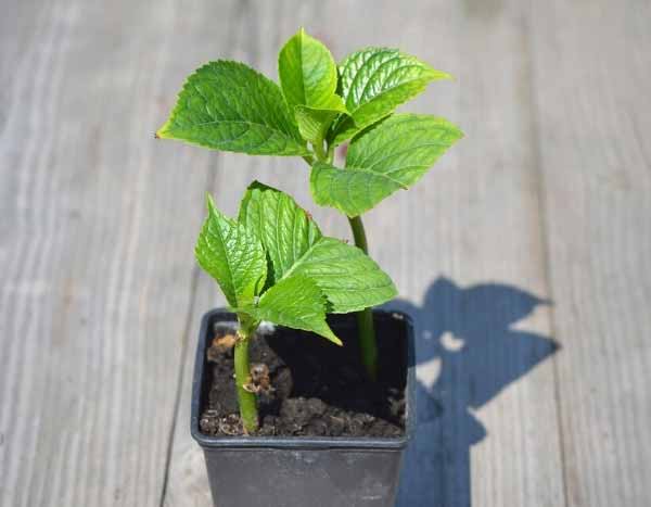 Comment faire une bouture d'hortensia ?