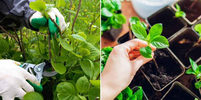 Comment bouturer un hortensia ou Hydrangea
