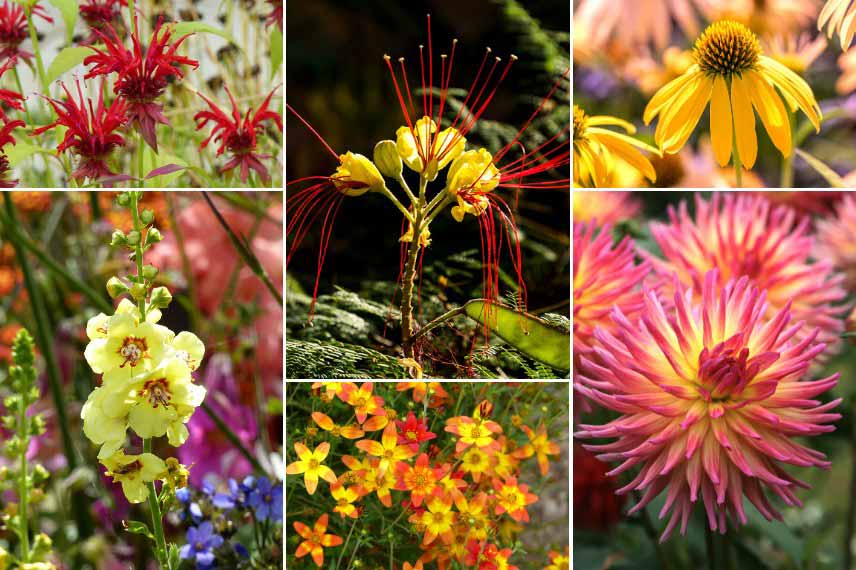 Inspiration pour associer le Caesalpinia gilliesii : jardin bohème tons chauds