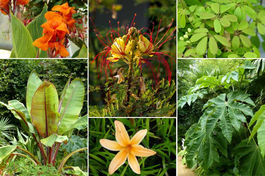 Inspiration pour associer le Caesalpinia gilliesii : jardin jungle