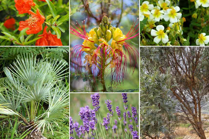 Inspiration pour associer le Caesalpinia gilliesii : jardin méditerranéen