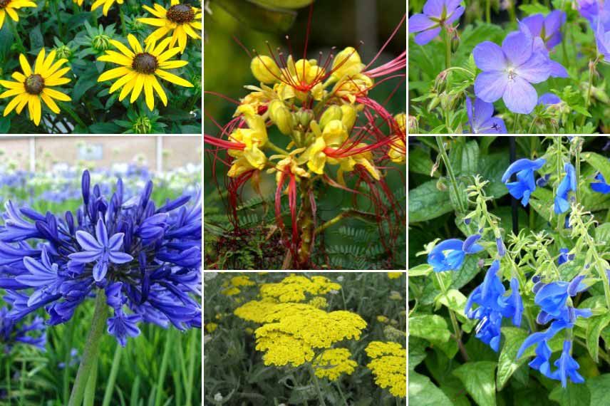 Inspiration pour associer le Caesalpinia gilliesii : jardin jaune et bleu