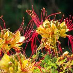 6 idées pour associer le Caesalpinia gilliesii