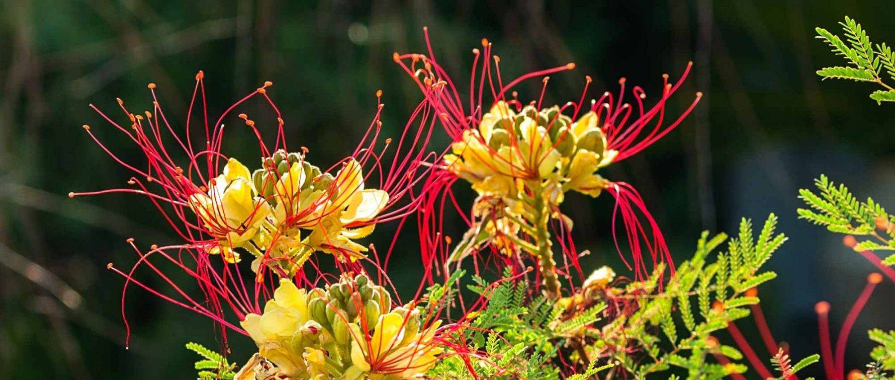 6 idées pour associer le Caesalpinia gilliesii