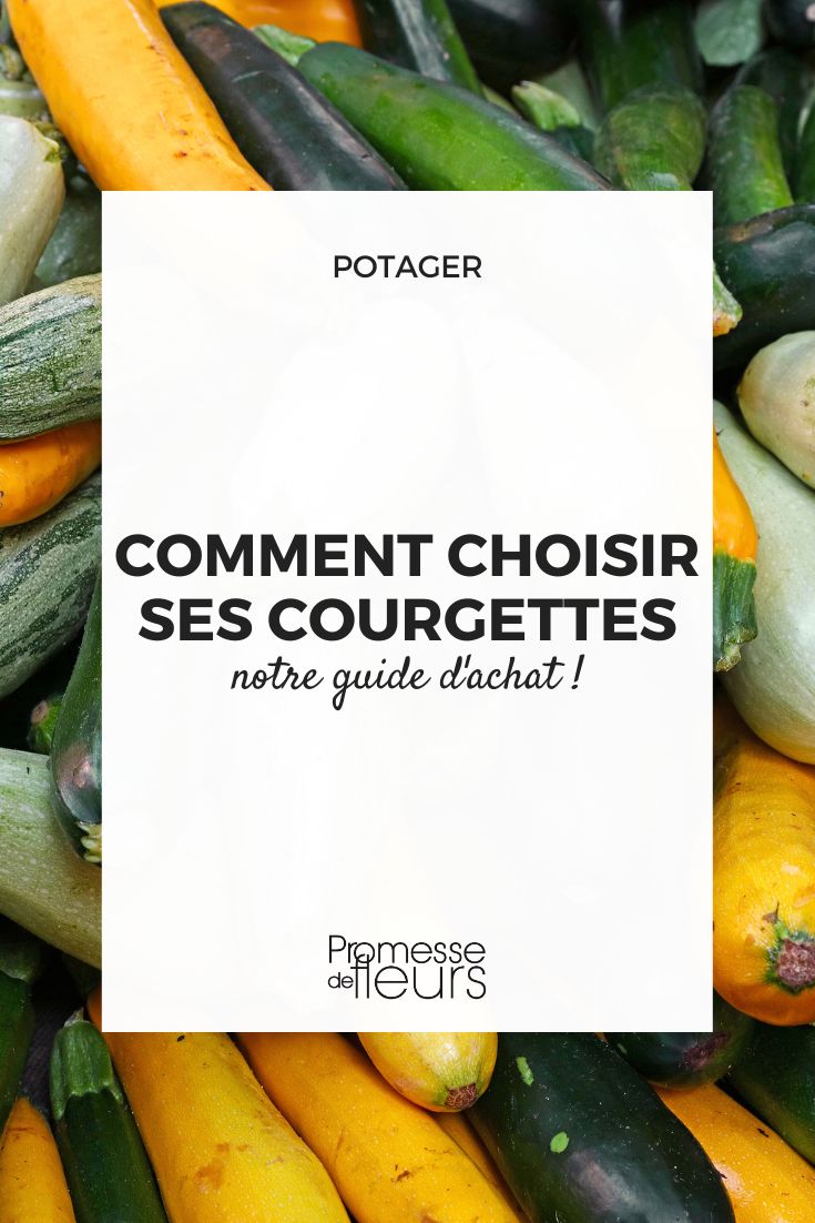 guide d'achat courgettes