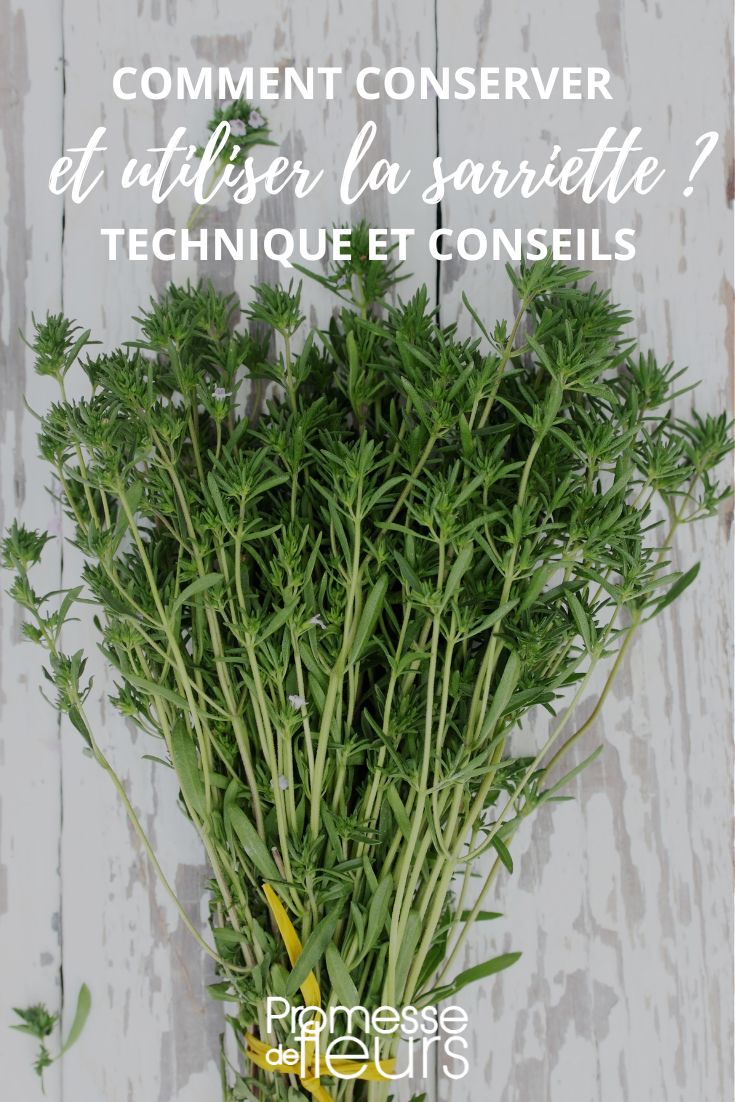 Kit de vivaces: 5 herbes aromatiques - Le Comptoir Vert