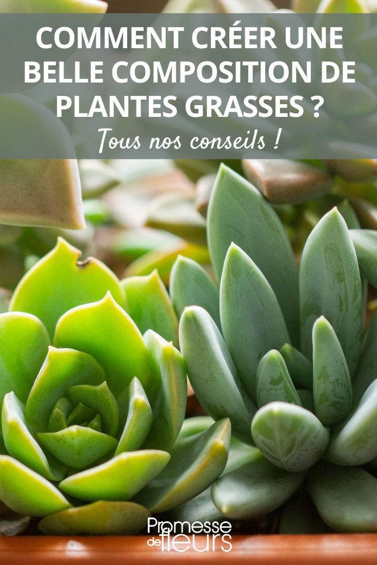 plantes grasses potée jardinière