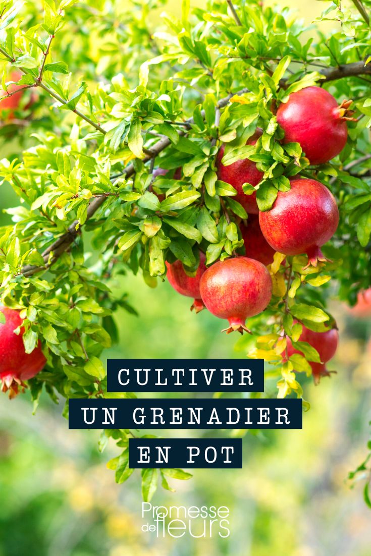 grenadier punica en pot ou en bac