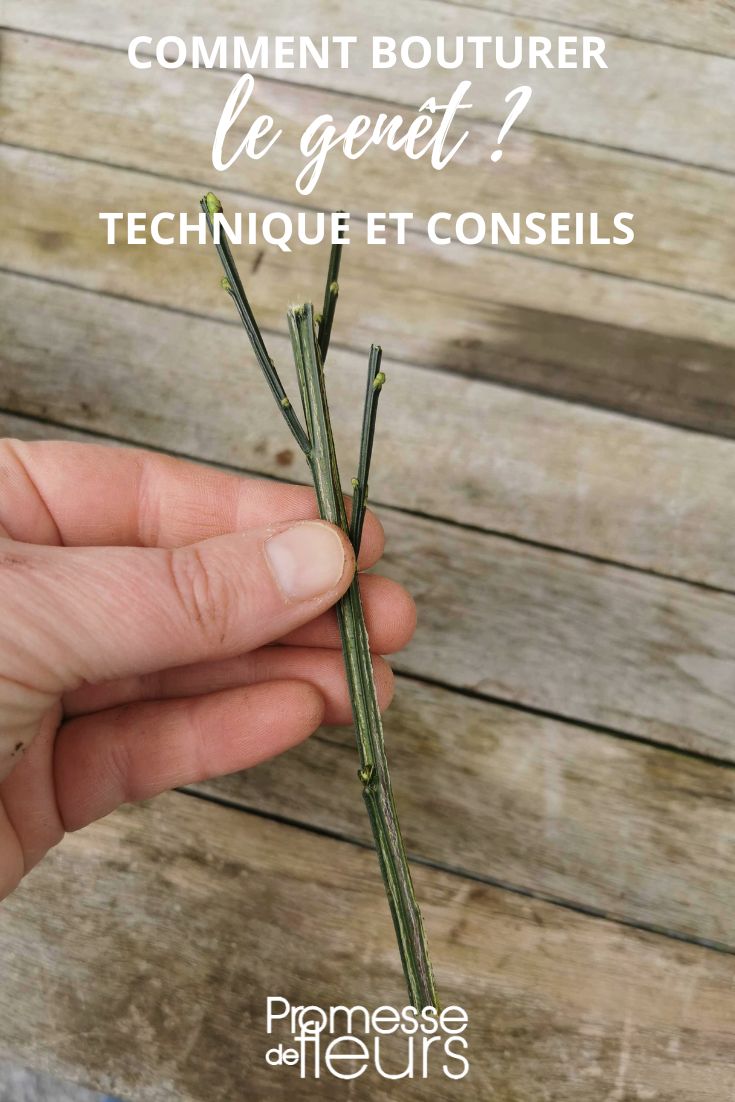 bouturer genet