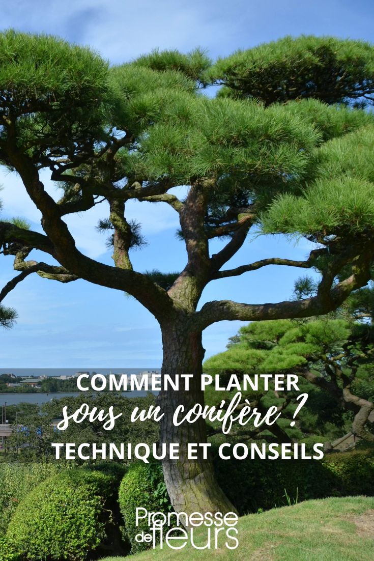 planter sous pin, cèdre, conifère