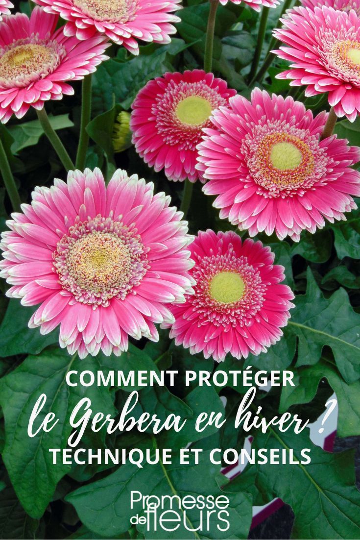 hiverner le gerbera