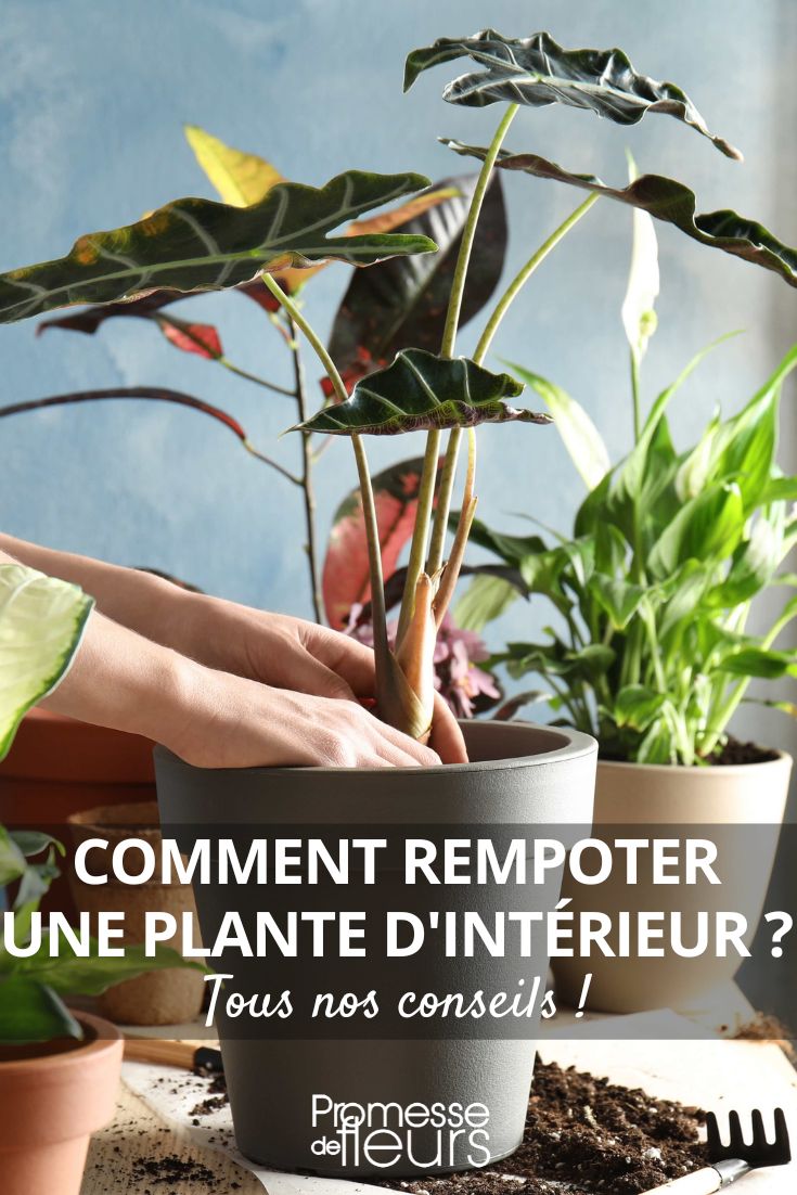 Le rempotage pour donner espace et vigueur à vos plantes