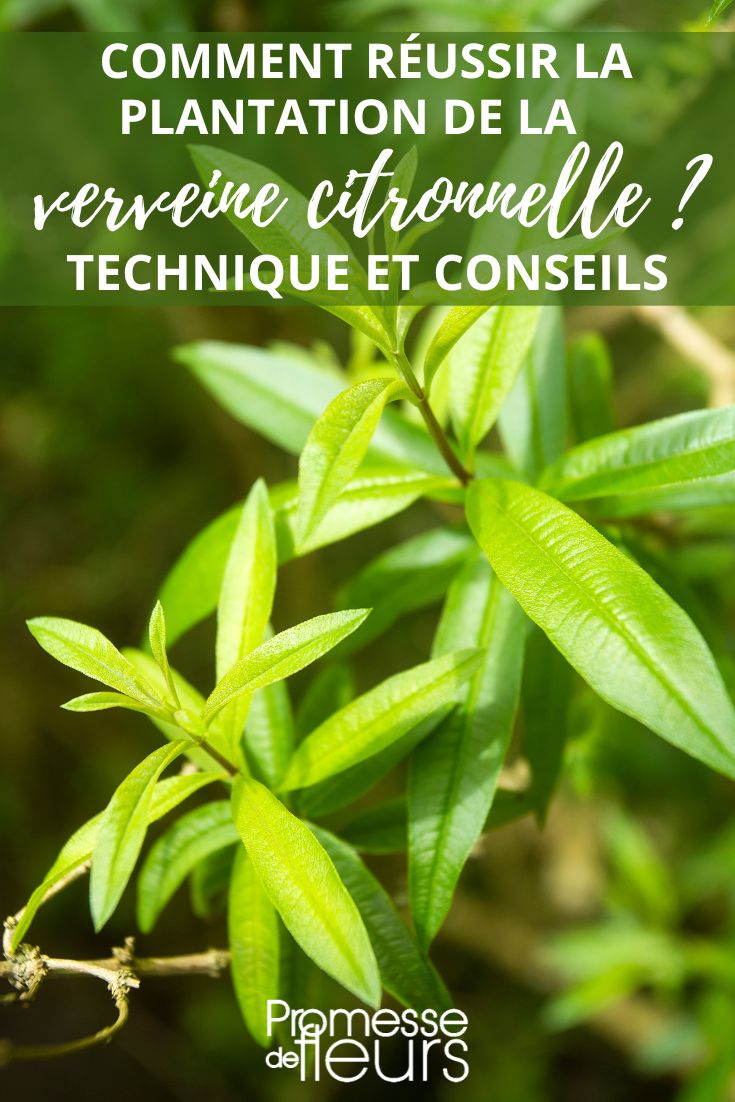 Comment réussir la plantation de la Verveine citronnelle ?