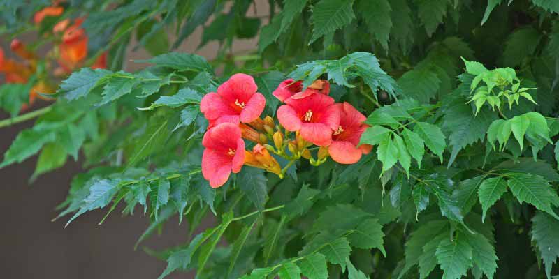 Bignone, Campsis grandiflora