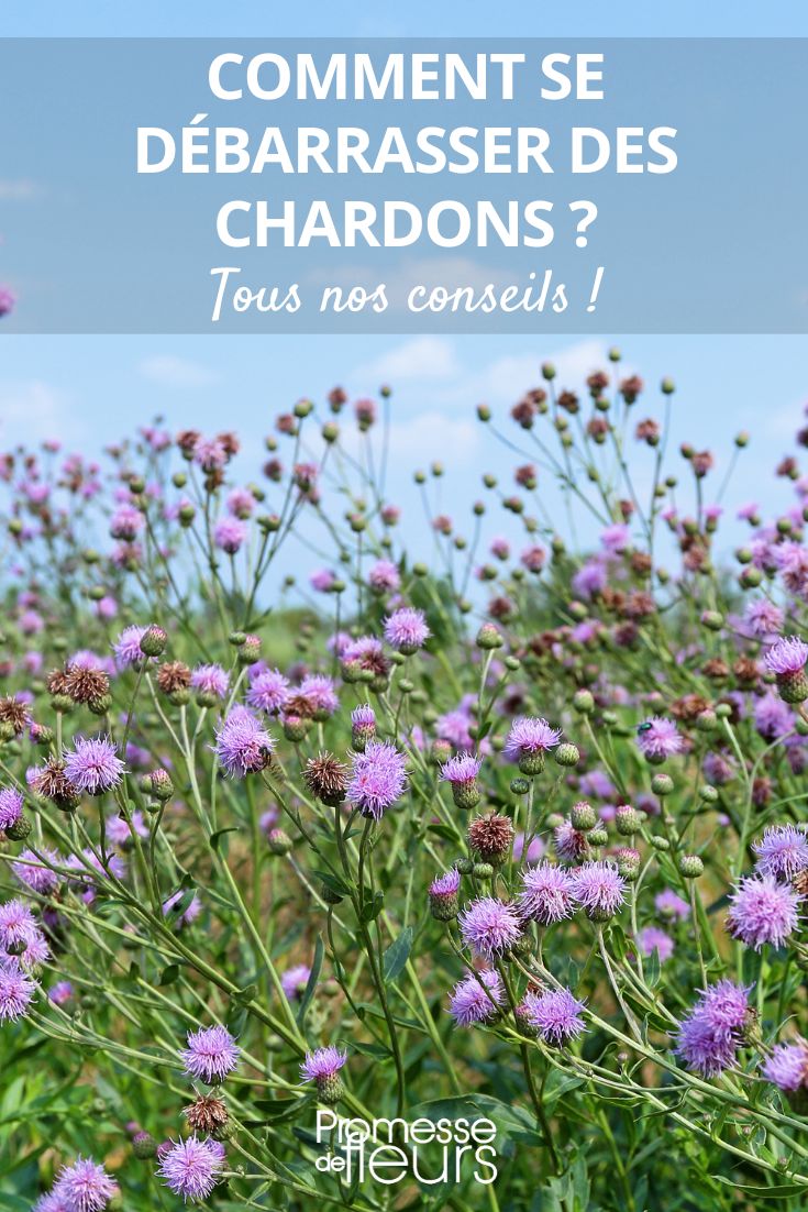 Eliminer les chardons au jardin