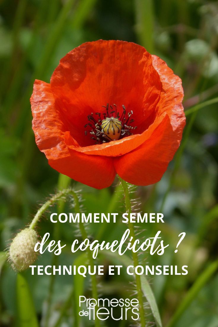 semis coquelicots