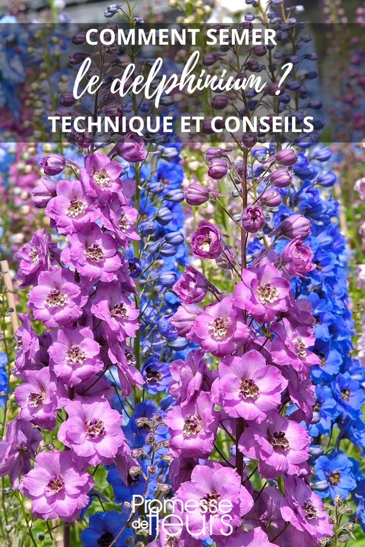 semis delphinium