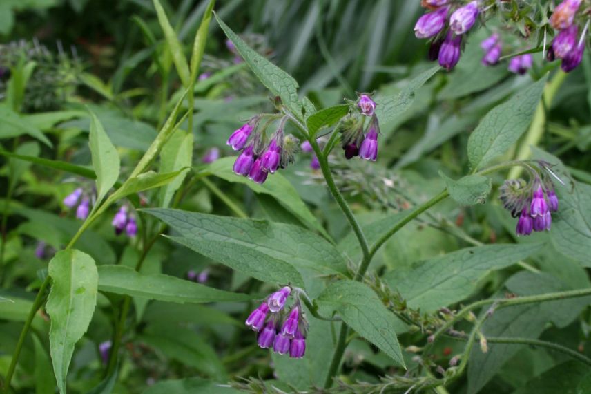 Symphytum officinale