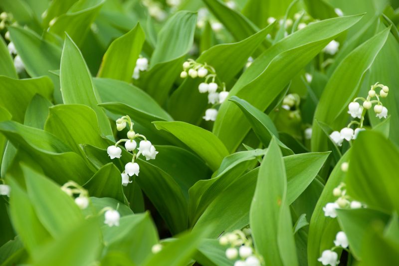 Muguet : plantation, culture, division