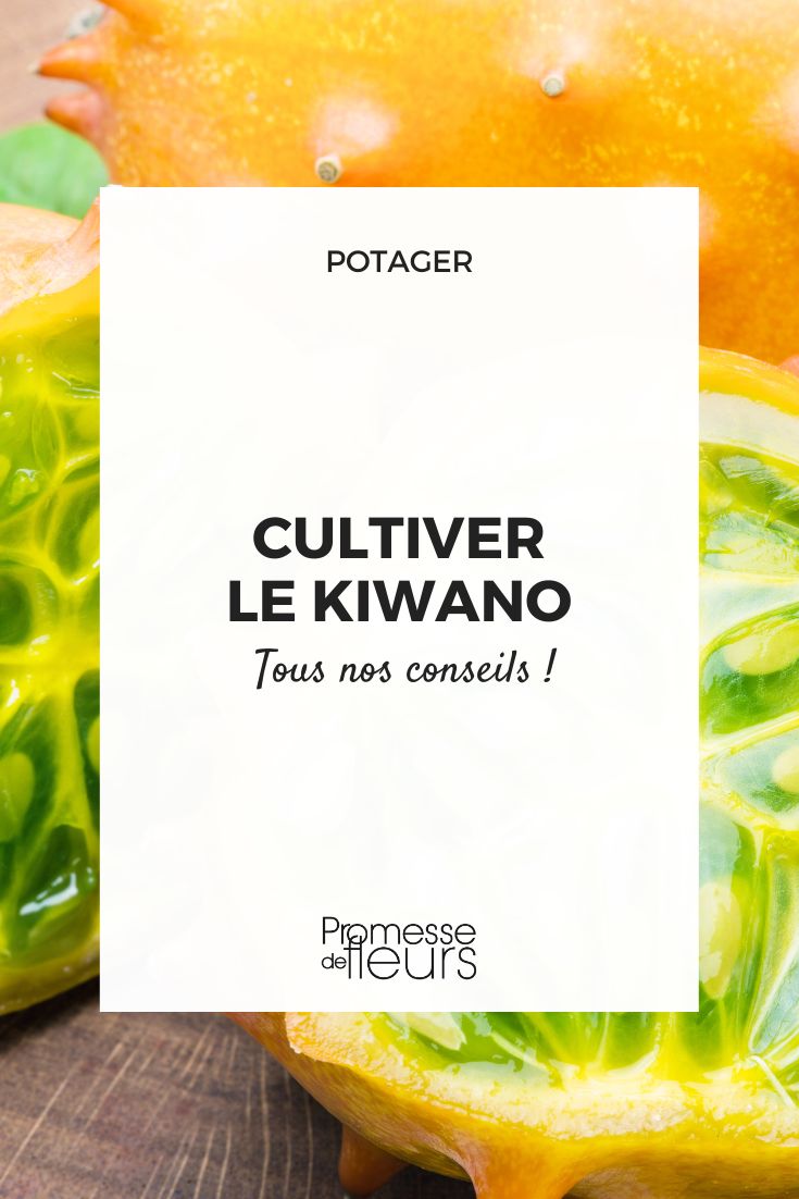 culture du kiwano