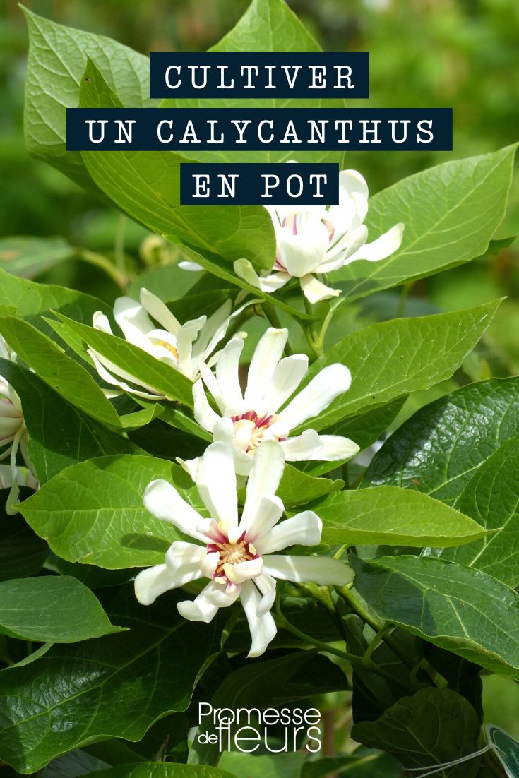 Calycanthus en pot ou en bac