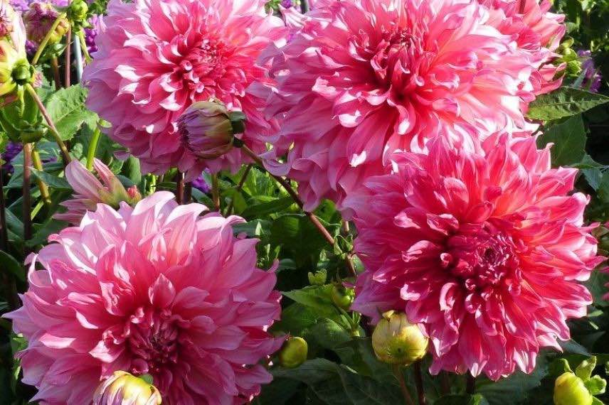 Dahlia Islander