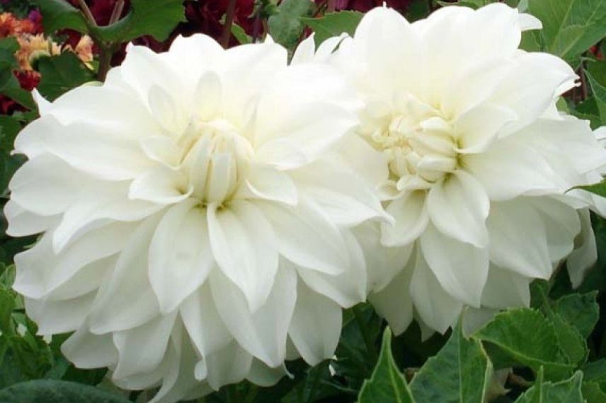 Dahlia geant