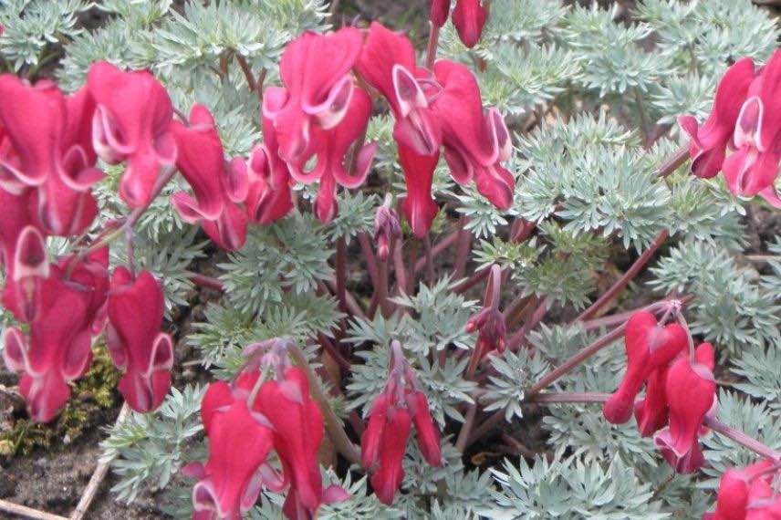 dicentra