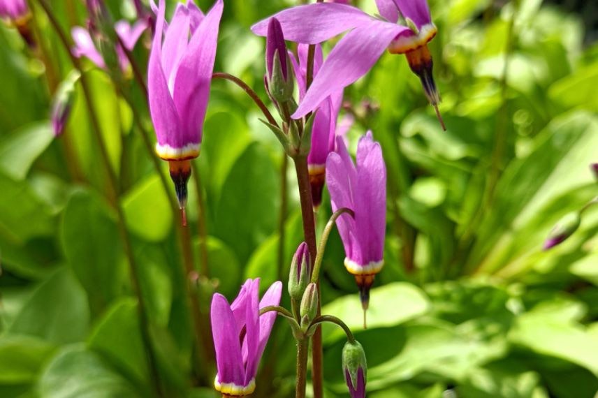 dodecatheon