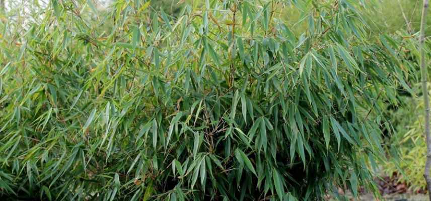 bambou fargesia les plus beaux, fargesia les plus belles varietes, les meilleurs fargesia