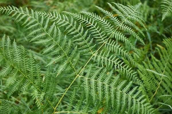 Comment utiliser les fougères au jardin ?