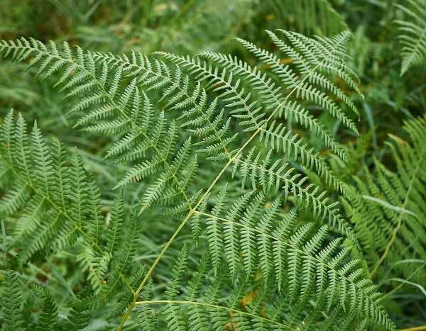 Comment utiliser les fougères au jardin ?