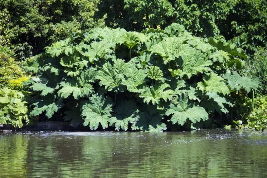 Gunnera manicata