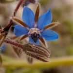 Comment semer la bourrache facilement pour un jardin fleuri et comestible ?