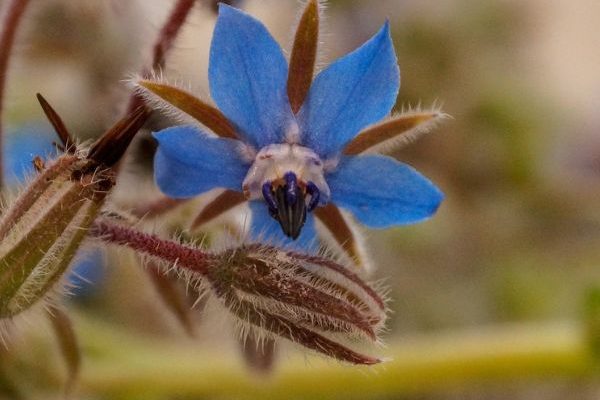 Comment semer la bourrache facilement pour un jardin fleuri et comestible ?